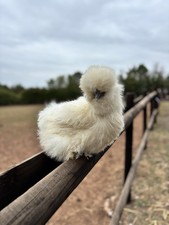 6  USA Silkie H/E  Not Live