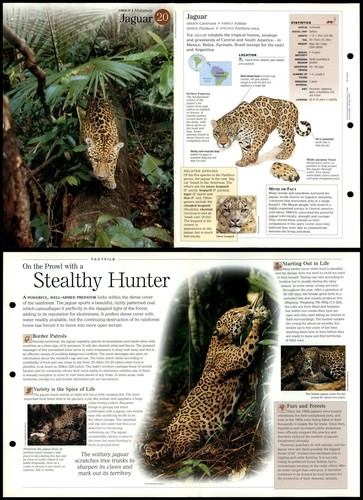 Jaguar mammals - jaguar, #20