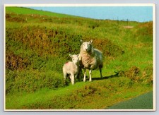 Vintage John Hinde Postcard