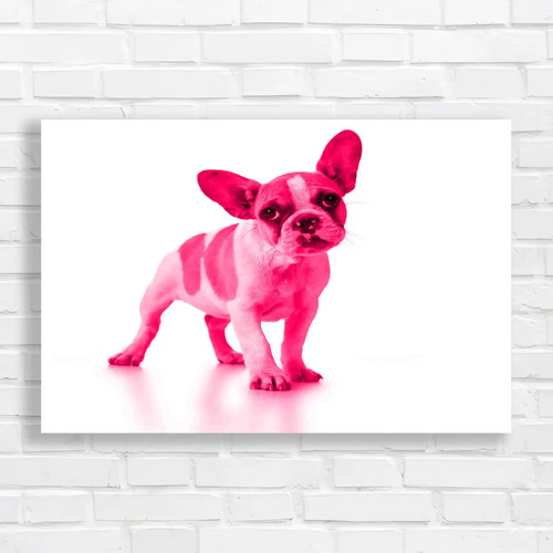 Adorable french bulldog puppy - french,
