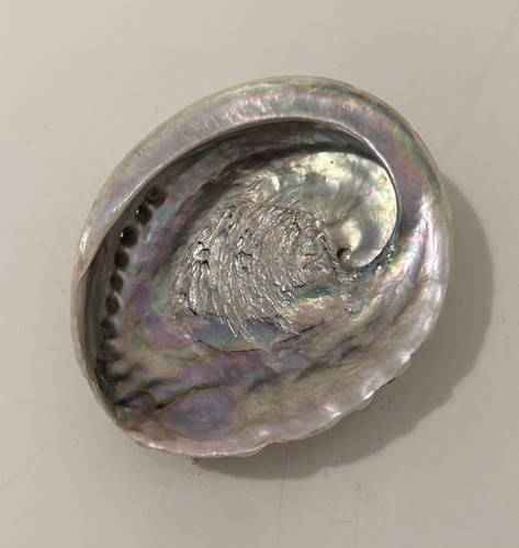 Abalone paua mother pearl - paua,