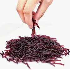 Carp fishing red worm - carp, fake