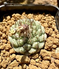 Strombocactus disciformis