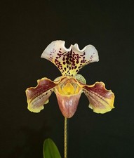 Paphiopedilum American Hybrid