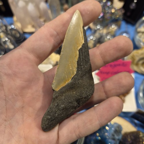 Megalodon half teeth - megalodon,
