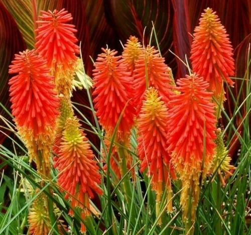 2400 seeds kniphofia uvaria - kniphofia,