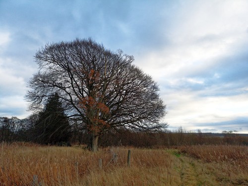 Photo 6x4 field edge - 6x4, and