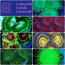 Soft Coral Frag Starter Pack 7 Zoas/palys just £50