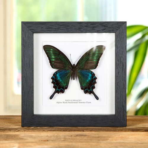 Taxidermy alpine black - taxidermy,