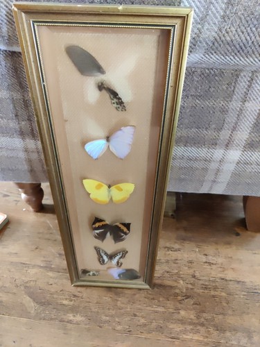 1950s vintage real butterfly - vintage,