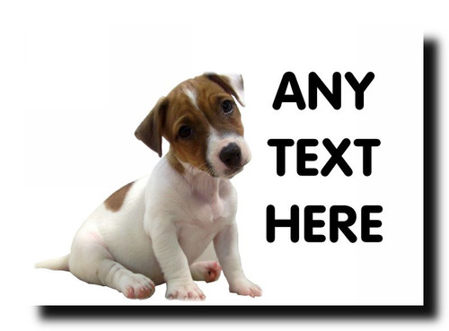Jack russell puppy - jack,