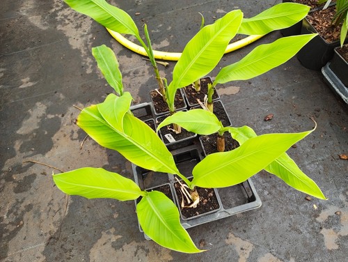 Musa flaviflora cm pot - musa,