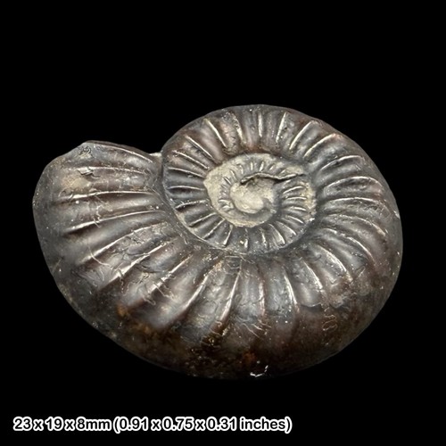 Dumortieria explanata ammonite - explanata,