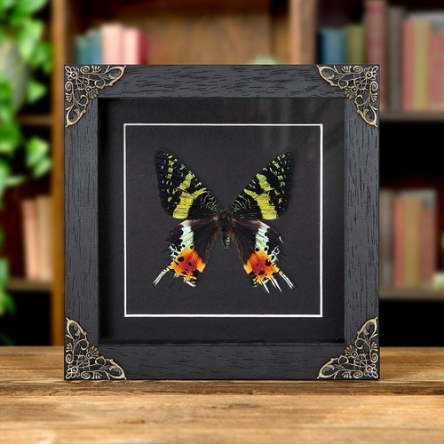 Madagascan sunset taxidermy - sunset,