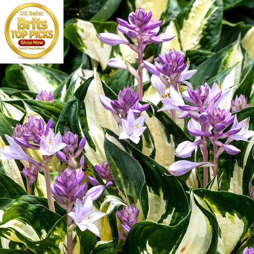 Hosta fire and ice - and,