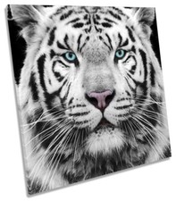 White Tiger Animal Picture CANVAS WALL ART Square Print