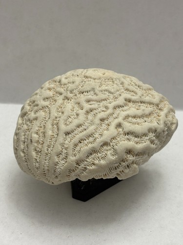 Brain coral natural - 3”, ocean