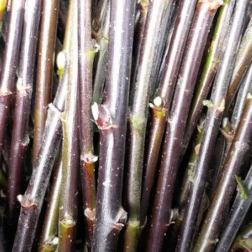 Black willow cuttings - black,