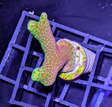 Branching Grinch Porites - Easy SPS Coral