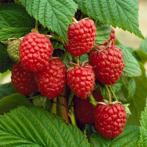 Raspberry plants autumn - raspberry, bliss
