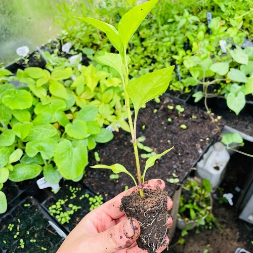 Sweet banana pepper organic - banana, 2