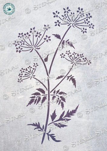 Wild cow parsley sizes - cow, 4
