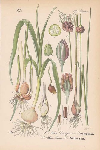 Allium porrum leek thome - porrum,