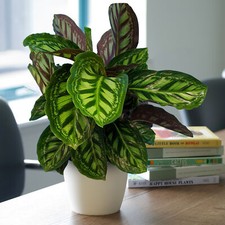1 x Premium Calathea Flamestar