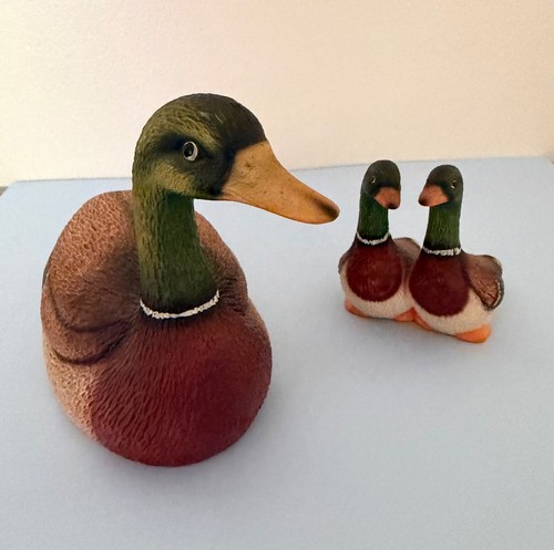 Mallard duck and - duck,