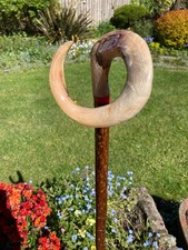 Lovely Rams Horn CURLY crook