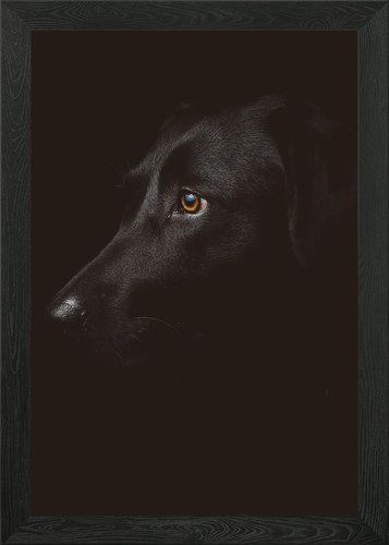 Labrador framed wall art - framed,