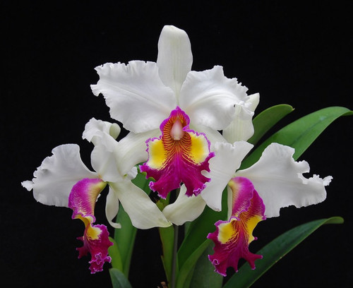 Cattleya hardyana semi - cattleya,