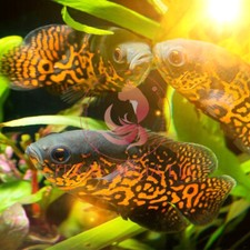 4-5" LIVE TIGER OSCA - SUPER