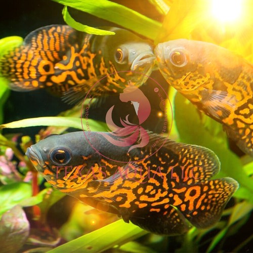 Live tiger osca super - 4"-6",