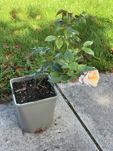 Climbing ginger syllabub rose - syllabub,