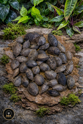 Catappa nuts botanicals - 2,