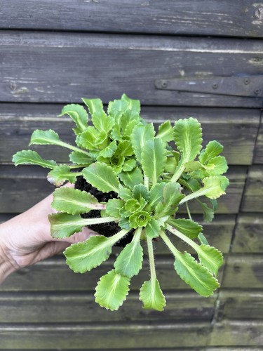 Ex1 litre pot bare - pot, root