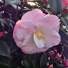 Camellia April Remembered 2L Pot Semi-Double Bicolor Pink/White Flowers