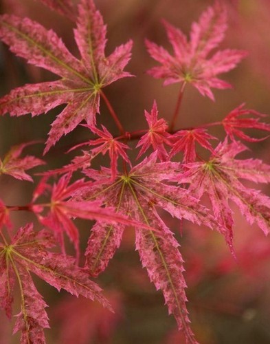 Acer palmatum phoenix–