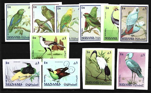 Ajman manama birds - birds, mnh