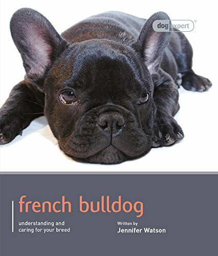 French bulldog dog - bulldog:, by