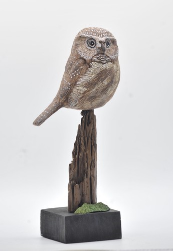 Full size saw whet owl - whet,