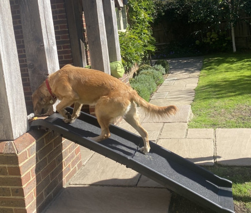 160cm dog car ramp for - car,