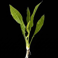 Live Aquarium Plants Amazon