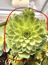 Aeonium ‘Mountain Rose’