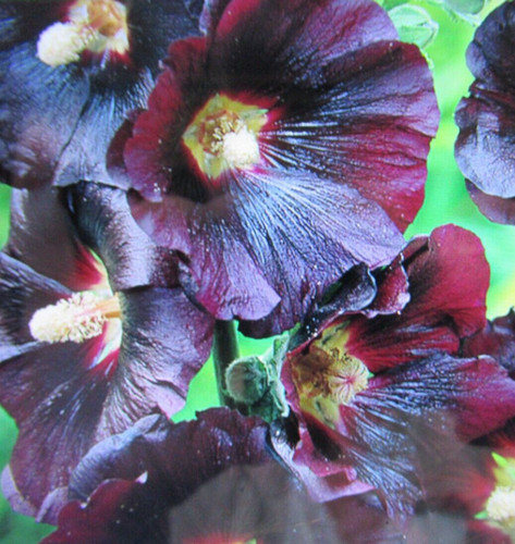 Hollyhocks jet black hardy - hollyhocks,