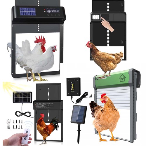 Automatic chicken coop door - chicken,
