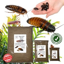 Specialist Roach Chow, Dubia