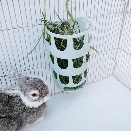 Small pet rabbit guinea - guinea, pig