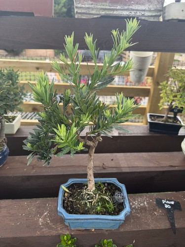 Pine bonsai - pine,
